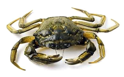 Crabe vert